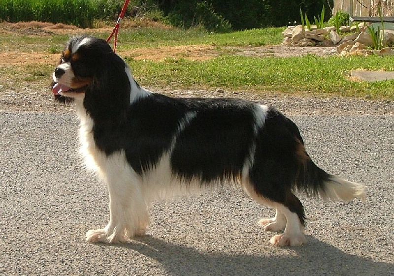 Publication : de l'Angelarde