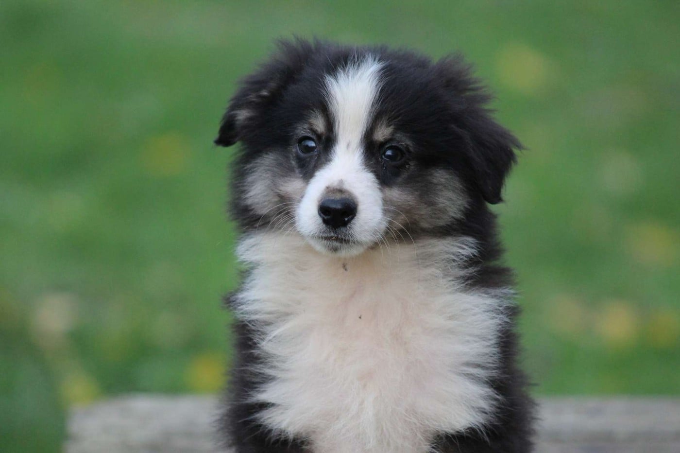 Berger Américain Miniature  - de l'Angelarde