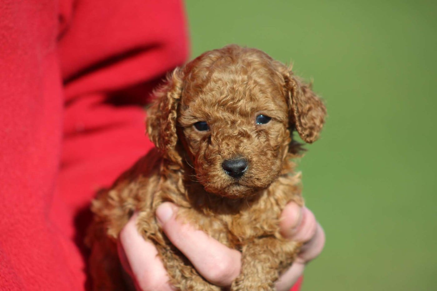 Caniche - de l'Angelarde