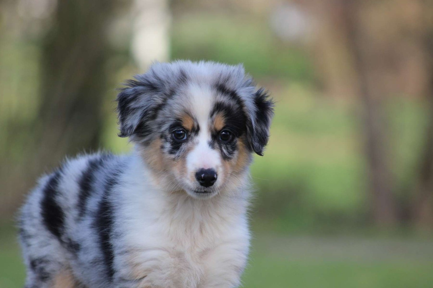 Berger Américain Miniature  - de l'Angelarde