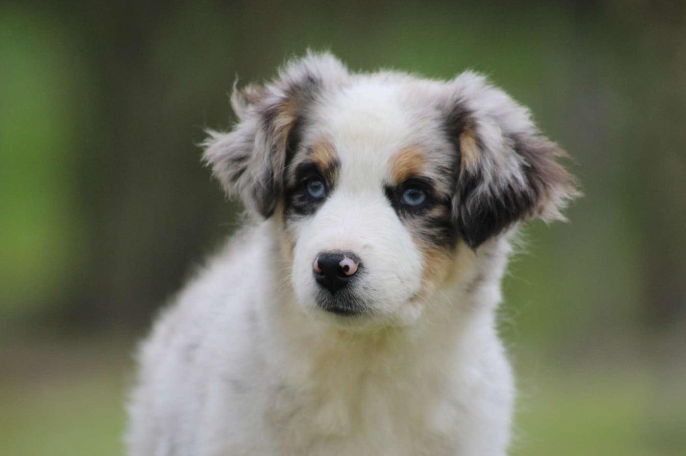 Berger Américain Miniature  - de l'Angelarde