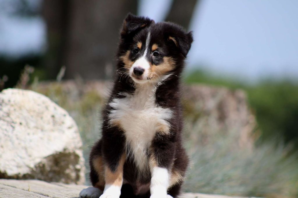 Chiot Shetland Sheepdog UNDER de l'Angelarde