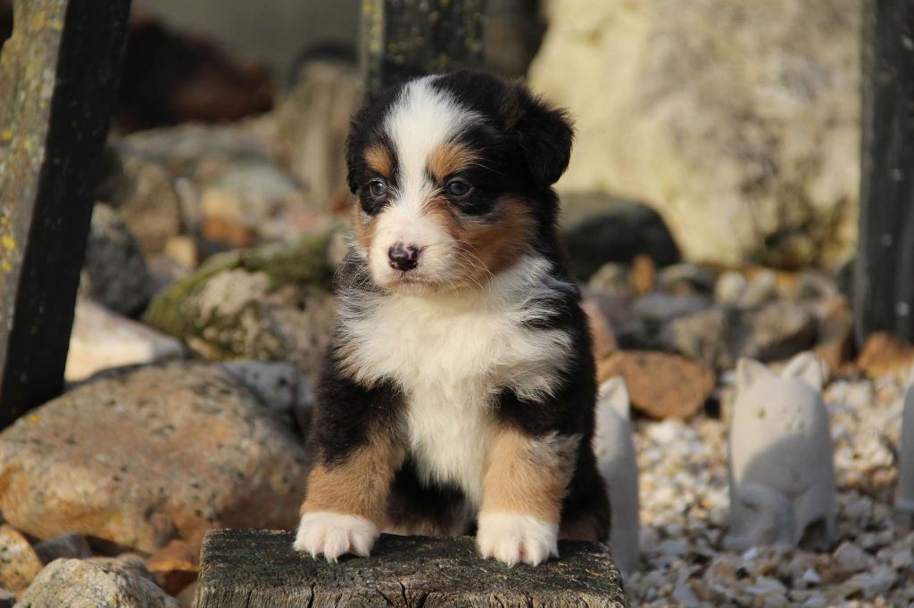 Chiot Elevage De L Angelarde Eleveur De Chiens Berger Australien