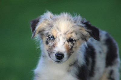 Les chiots de Berger Américain Miniature 