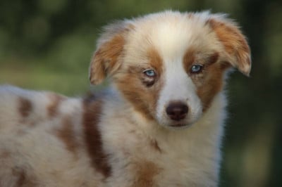 Les chiots de Berger Américain Miniature 