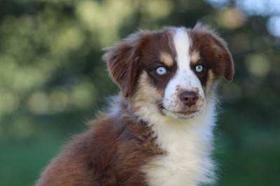 Les chiots de Berger Américain Miniature 