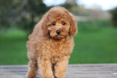 Les chiots de Caniche