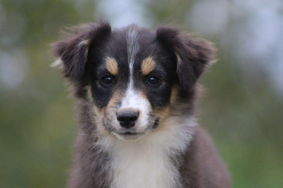 Les chiots de Berger Américain Miniature 
