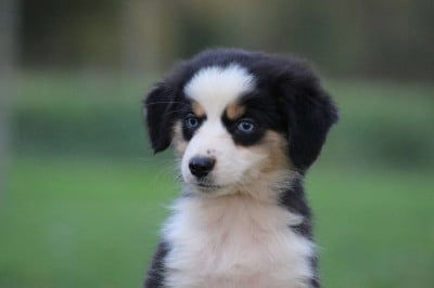 Les chiots de Berger Américain Miniature 