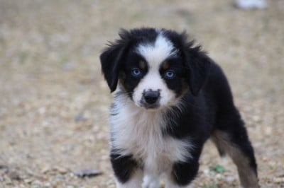 Les chiots de Berger Américain Miniature 