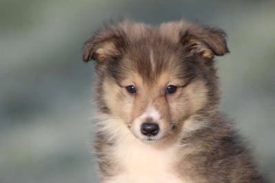 Les chiots de Shetland Sheepdog