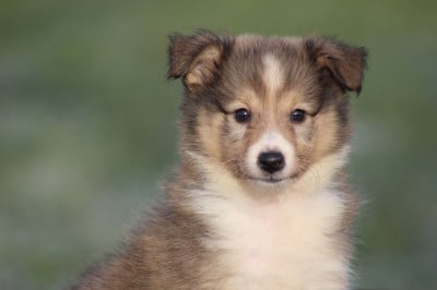 Les chiots de Shetland Sheepdog