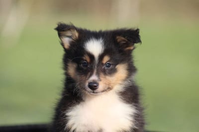 Les chiots de Shetland Sheepdog