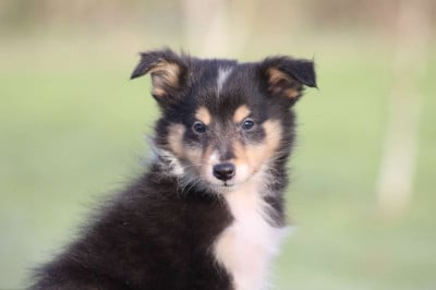 Les chiots de Shetland Sheepdog