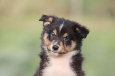 Les chiots de Shetland Sheepdog