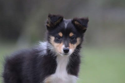 Les chiots de Shetland Sheepdog