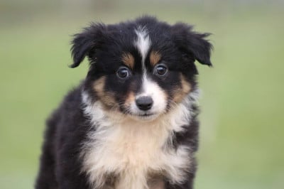 Les chiots de Berger Américain Miniature 