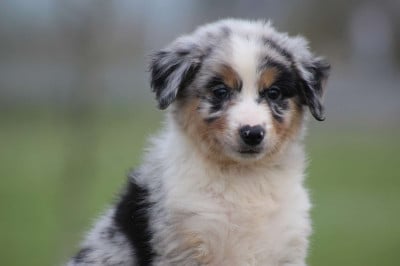 Les chiots de Berger Américain Miniature 