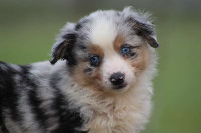 Les chiots de Berger Américain Miniature 