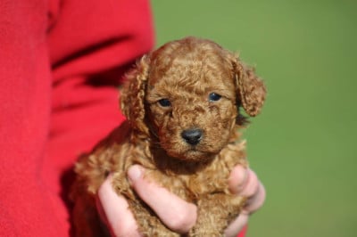 Les chiots de Caniche