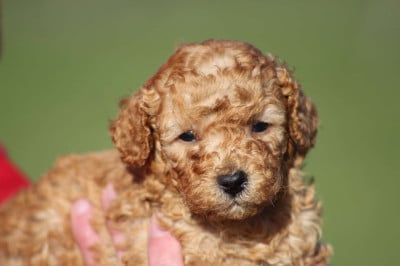 Les chiots de Caniche