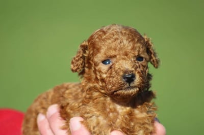 Les chiots de Caniche
