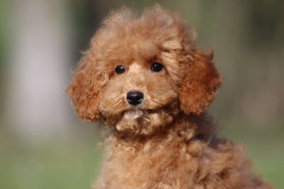 Les chiots de Caniche