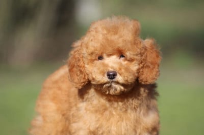 Les chiots de Caniche