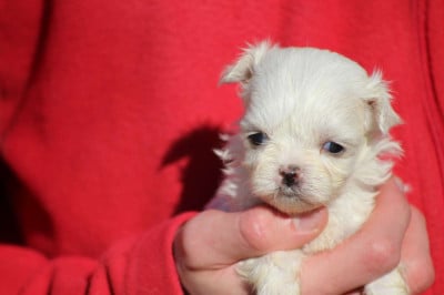 Les chiots de Bichon maltais