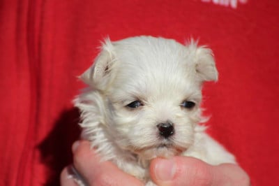 Les chiots de Bichon maltais