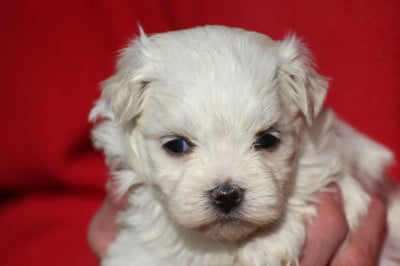 Les chiots de Bichon maltais