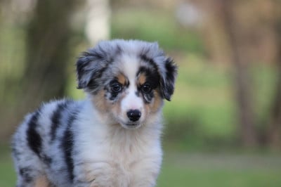 Les chiots de Berger Américain Miniature 