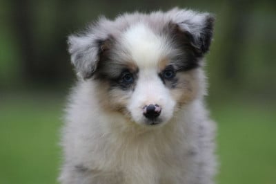 Berger Américain Miniature