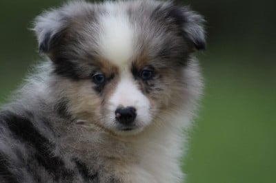 Les chiots de Berger Américain Miniature 