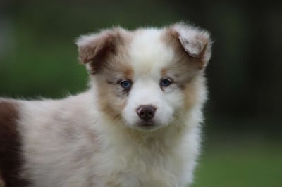Les chiots de Berger Américain Miniature 