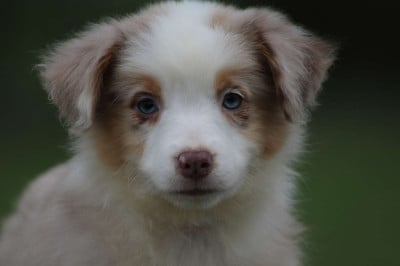 Les chiots de Berger Américain Miniature 