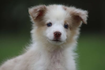 Les chiots de Berger Américain Miniature 