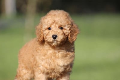 Les chiots de Caniche