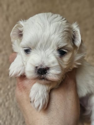 Les chiots de Bichon maltais