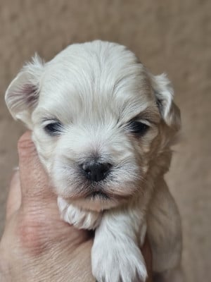 Les chiots de Bichon maltais