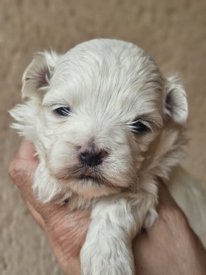 Les chiots de Bichon maltais