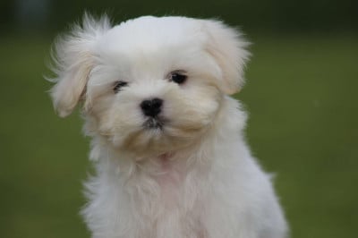 Les chiots de Bichon maltais