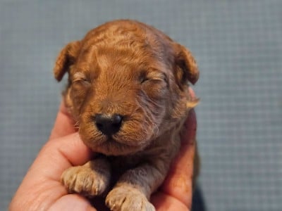 Les chiots de Caniche