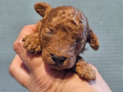 Les chiots de Caniche