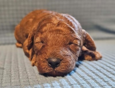 Les chiots de Caniche