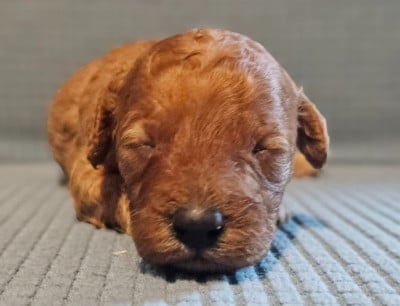 Les chiots de Caniche