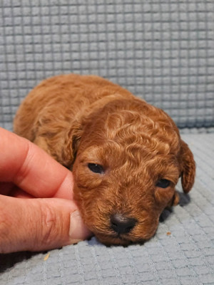 Les chiots de Caniche