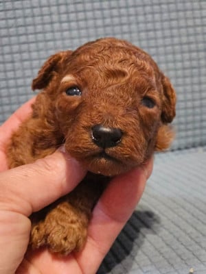 Les chiots de Caniche