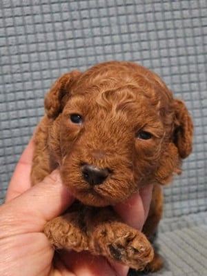 Les chiots de Caniche