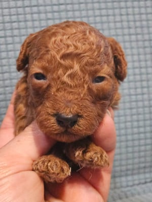 Les chiots de Caniche